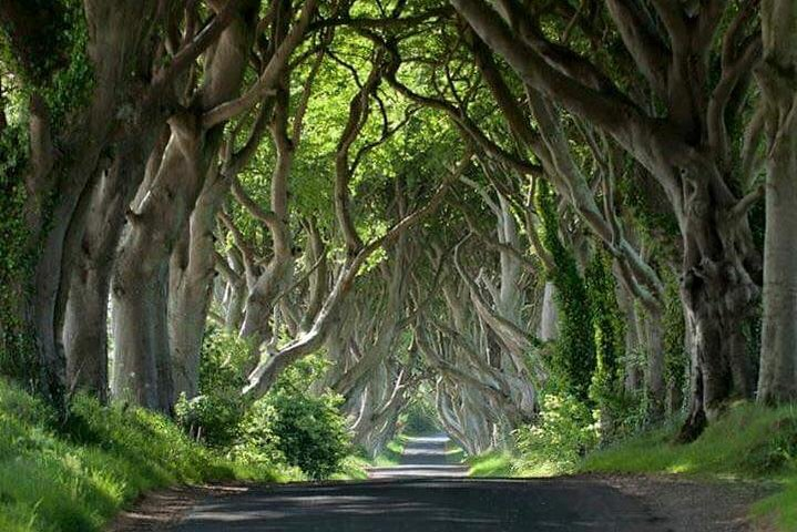 Game of Thrones-"Dark Hedges/King's Road"